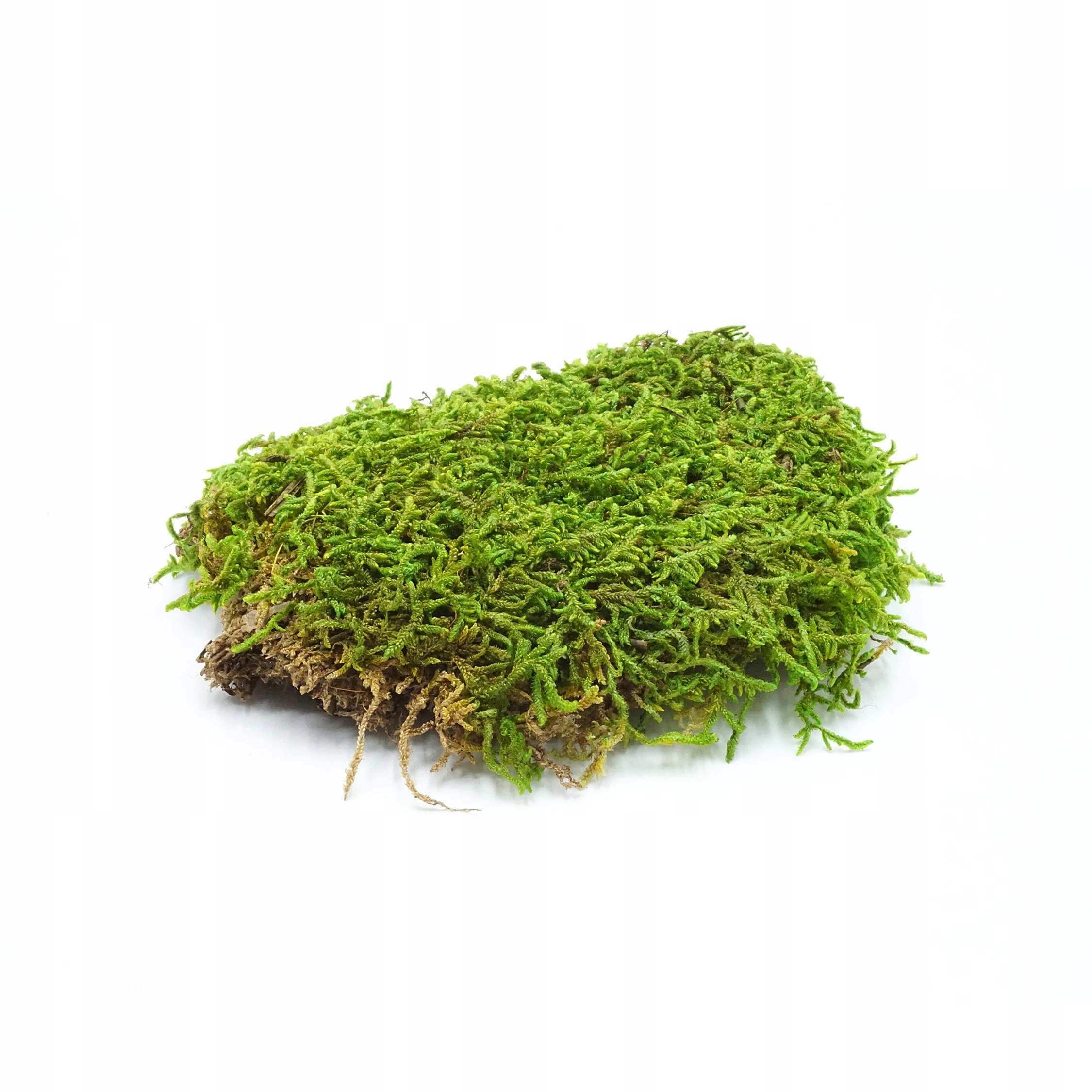 Sušený mech do terária 500 g Flat Moss Substrát Ozdoba do terária