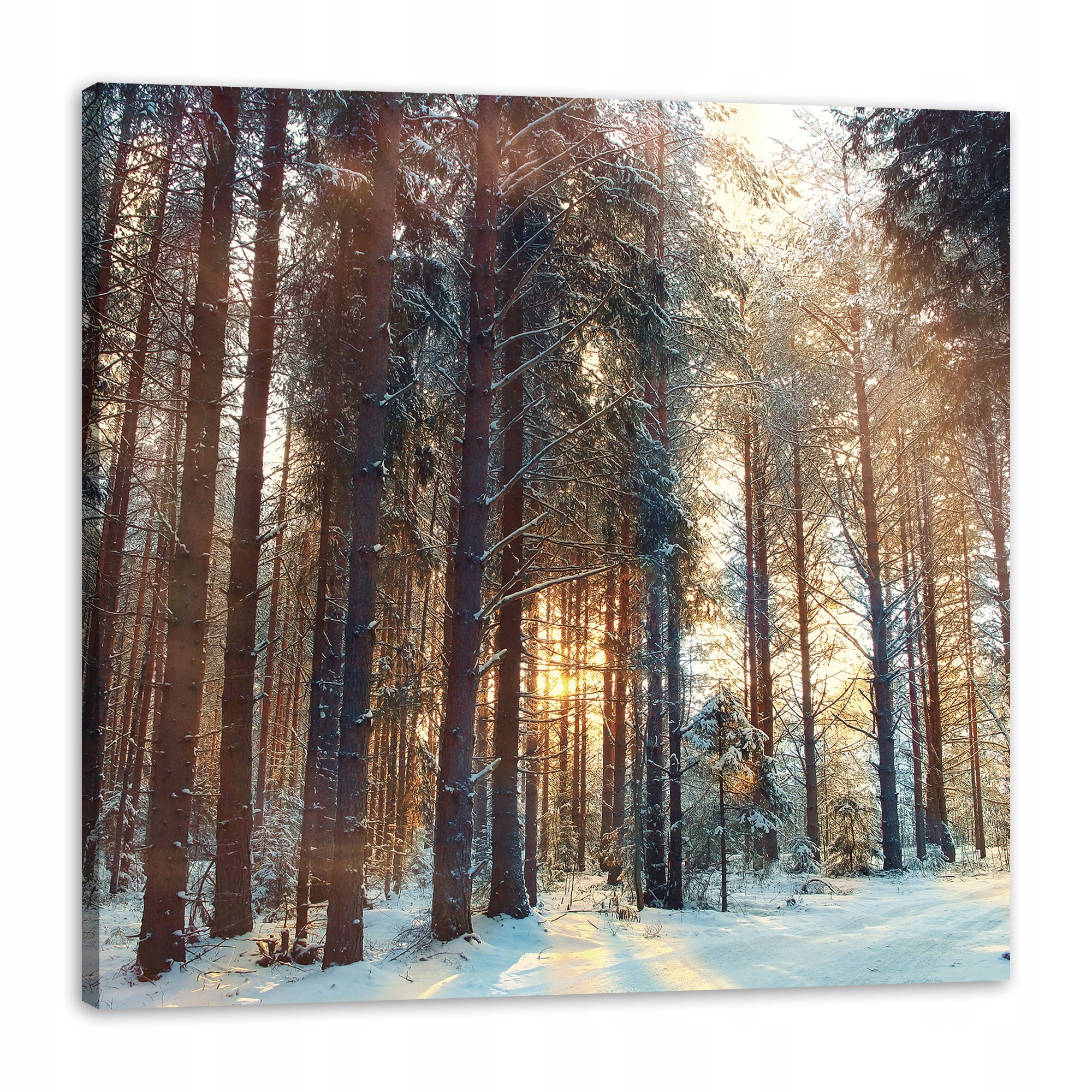Obraz na plátně Les Zima Sníh Bílá Příroda 80x80 cm Ideální jako dárek