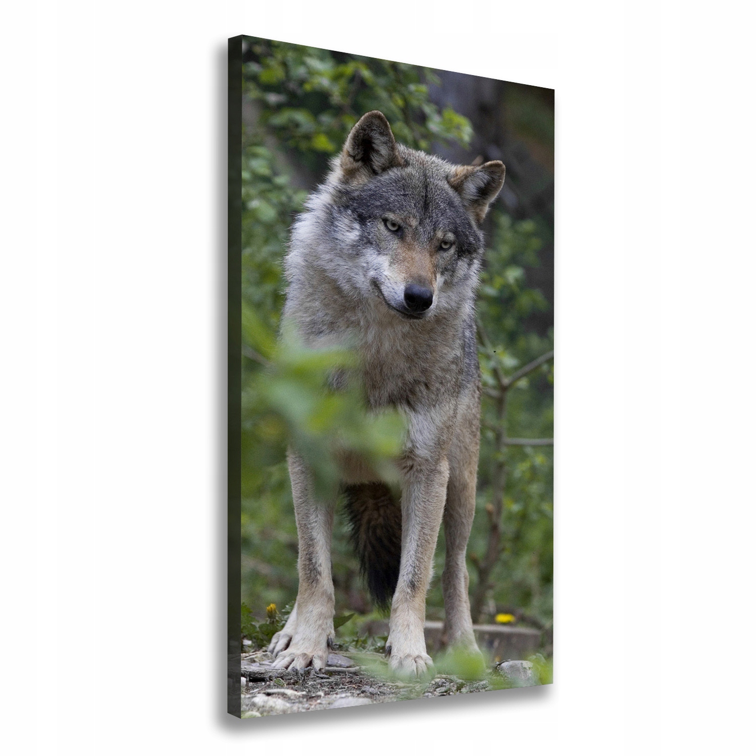 

Foto obraz canvas do salonu Wilk w lesie 50x100