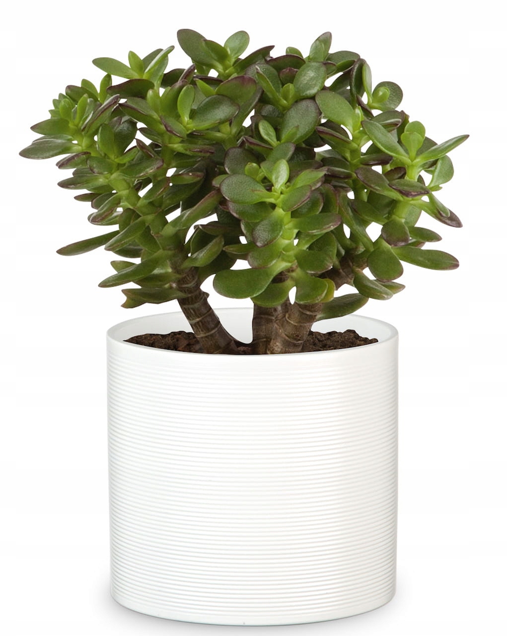 Duża biała osłonka doniczka Scheurich ceramiczna Materiał wykonania ceramika