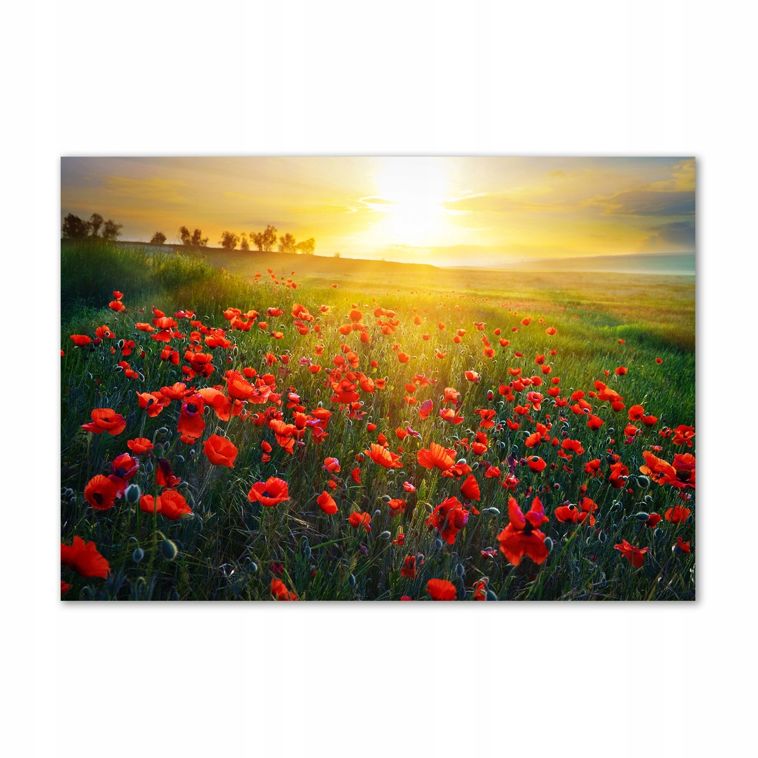 

Foto obraz na ścianę akryl Pole maków 100x70 cm