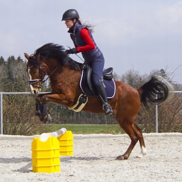 STOJAK NA CAVALETTI KRZYŻAK DO NAUKI SKOKÓW KONIA KAWALETKA POD PRZESZKODY Rodzaj inny