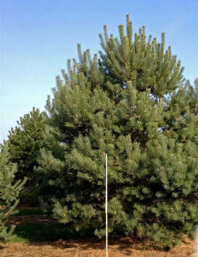 ГК СОСНА ОБЫКНОВЕННАЯ PINUS SYLVESTRIS 20-25 СМ.