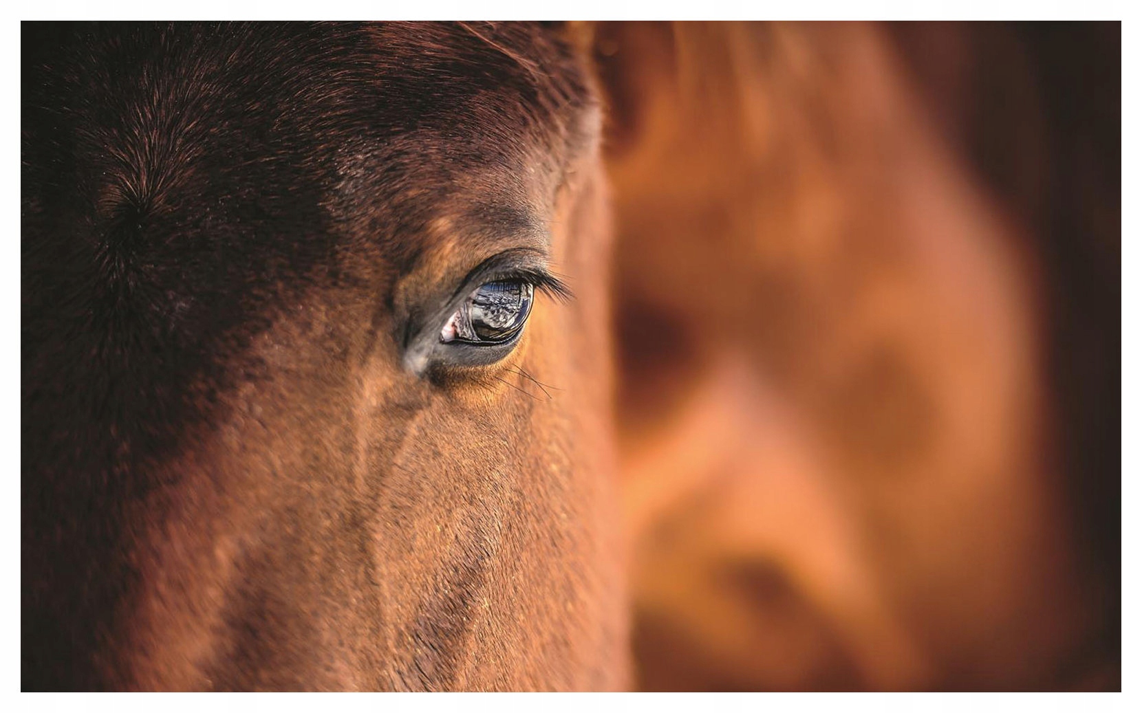 Vliesová fototapeta Koně pohled harmonie v domě 300x210 lepidlo