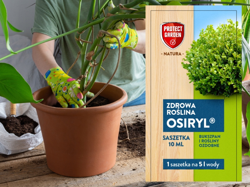 STYMULATOR WZROSTU UKORZENIACZ DO ROŚLIN KWIATÓW do podlewania 10ML/5L wody Forma płyn