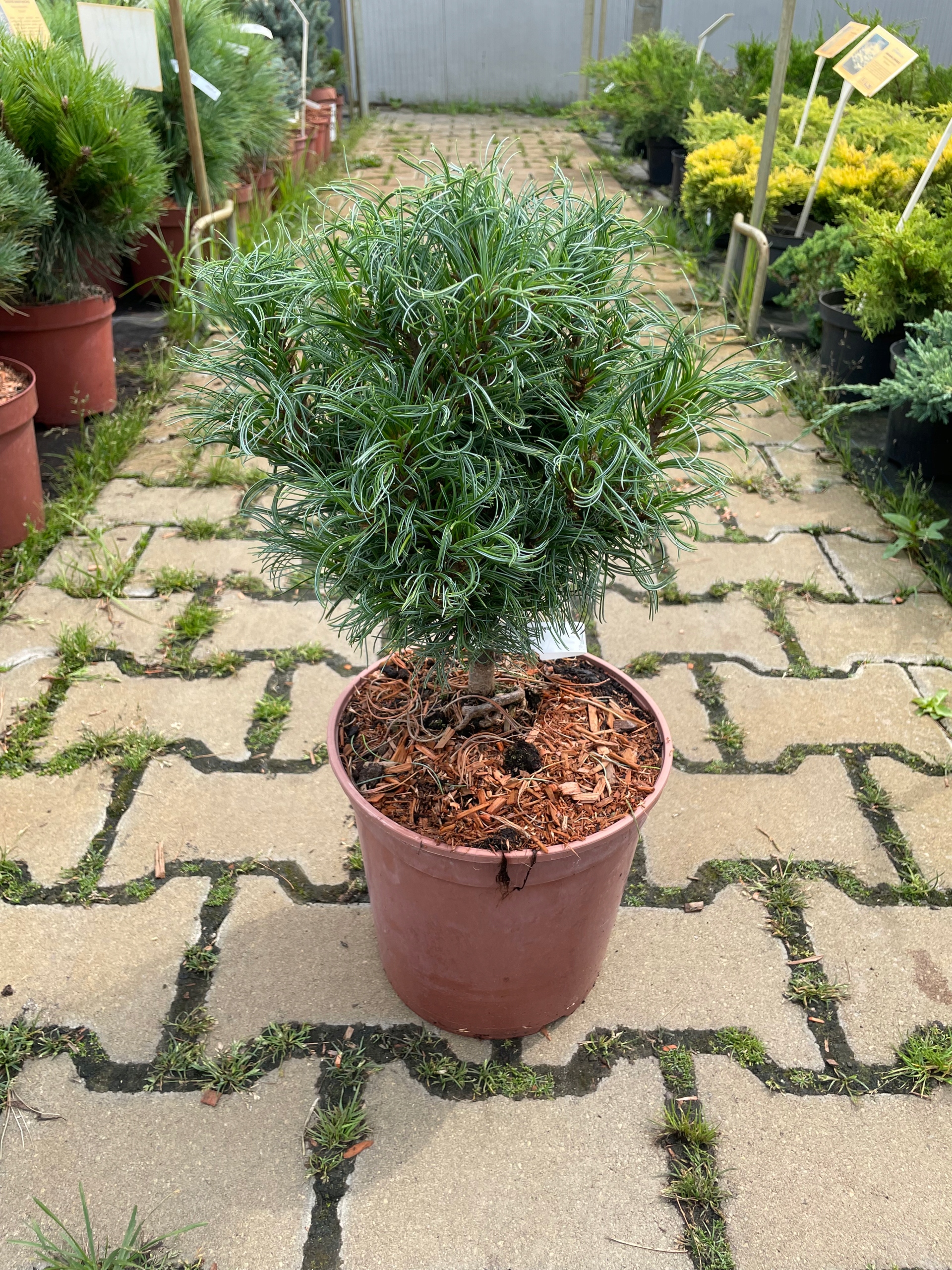 Pinus Strobus Green Twist - Sosna wejmutka C4,5
