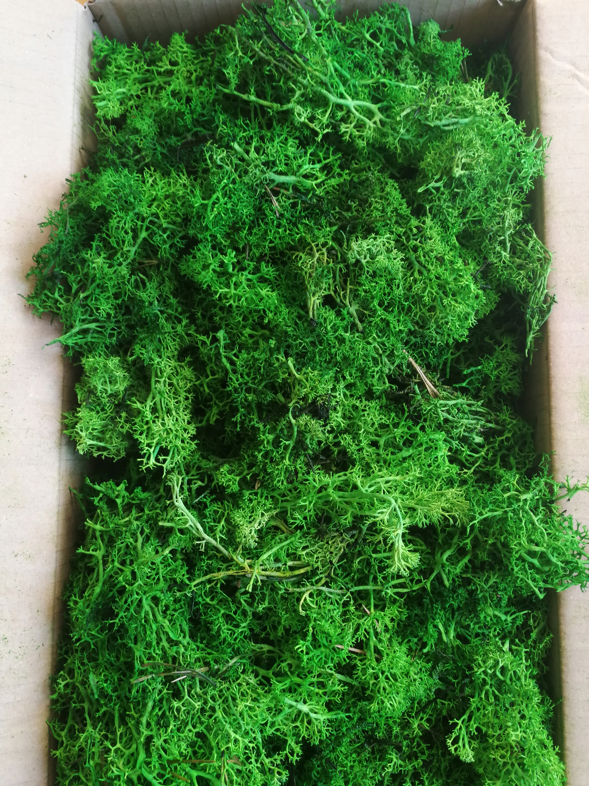 MECH CHROBOTEK ŚCIÓŁKA STROIK OZDOBA ODPAD 100G Kod producenta DXC543