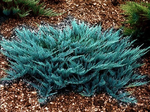 Можжевельник ползучий Blue CARPET JUNIPERUS рассада P9