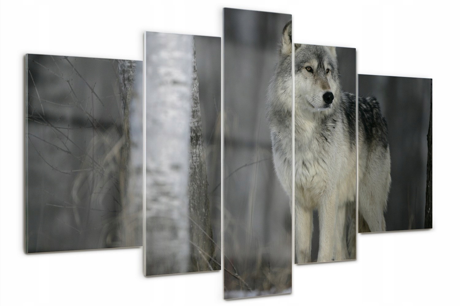 

Foto Obraz szklany duży poliptyk Szary wilk