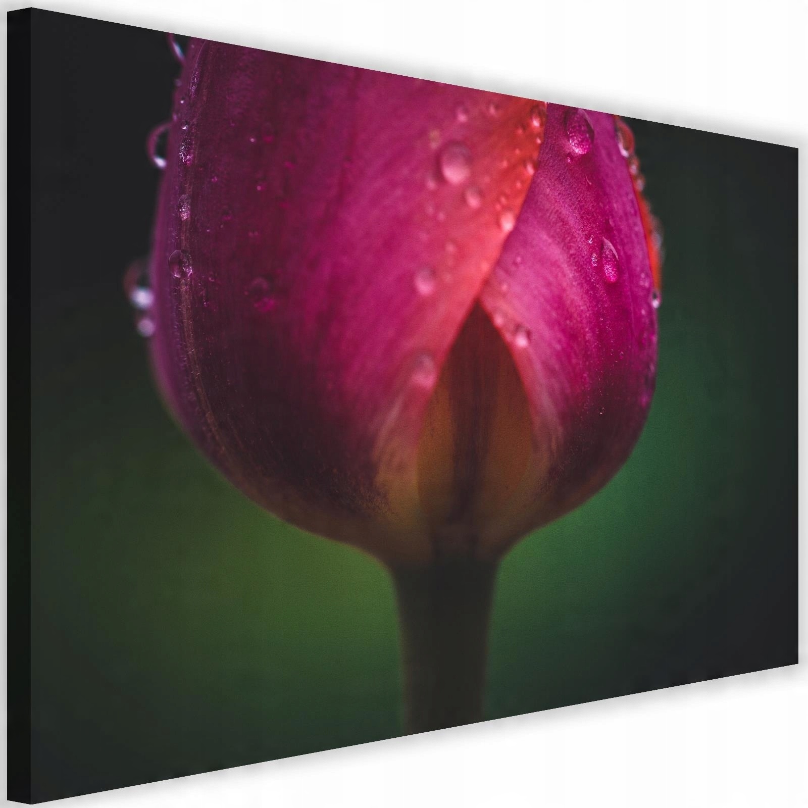 

Obraz Na Ścianę Kwiat Z Rosą Na Płótnie 90x60