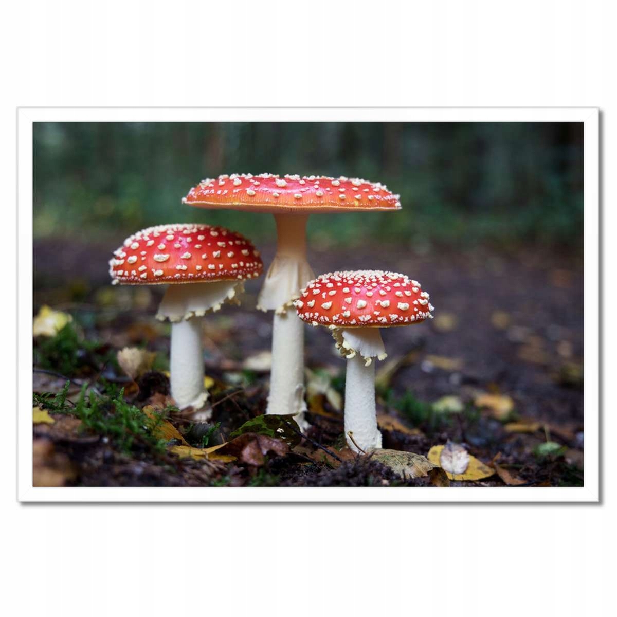Plakáty v rámu 60x40 Makrofotografie MacroFoto