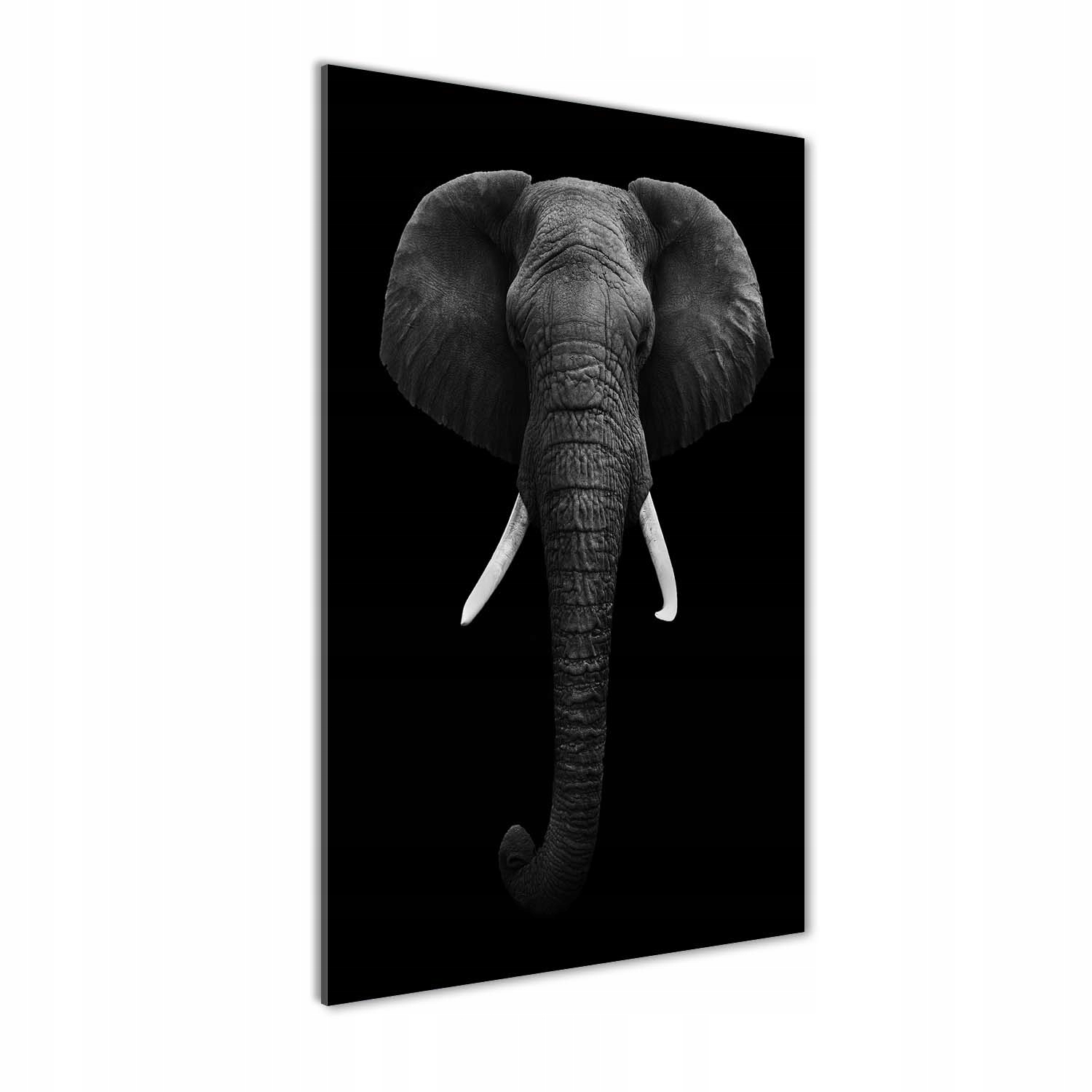 

Foto obraz szkło akrylowe Słoń afrykański 50x100cm