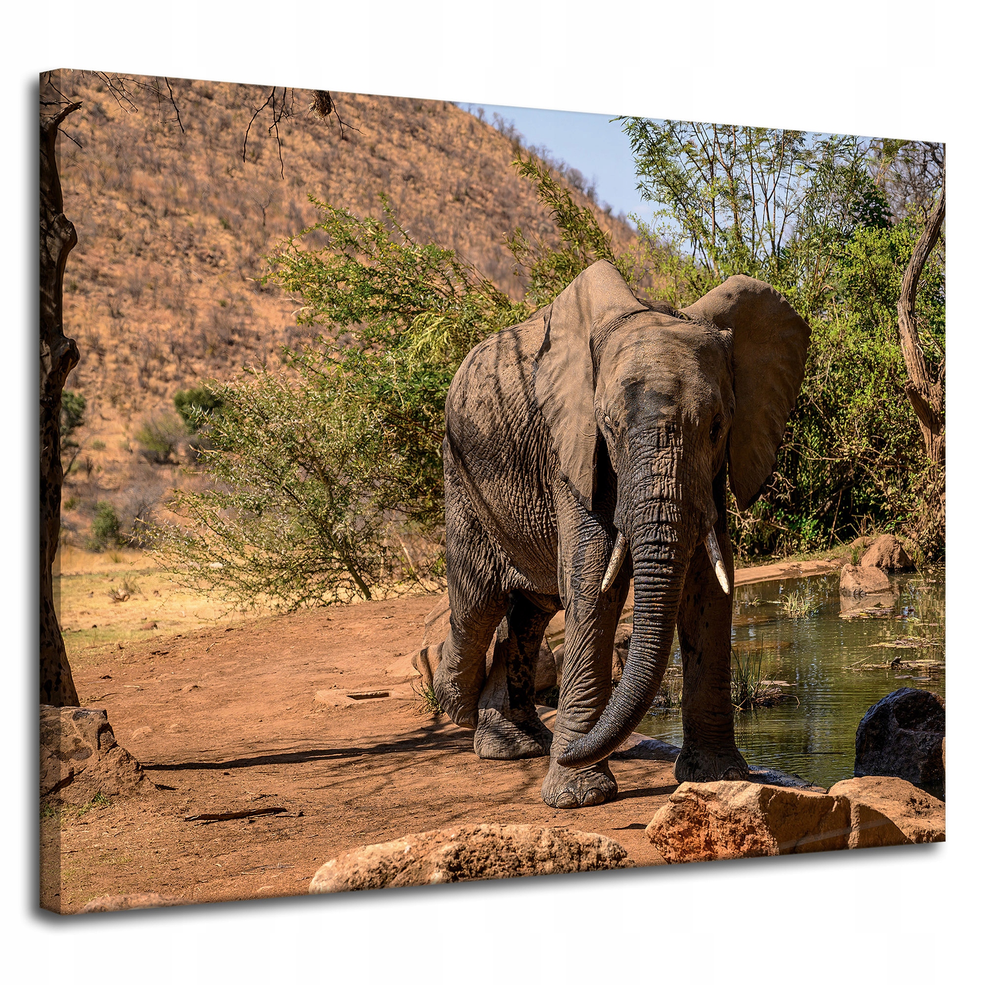 Obraz na plátně Slon Afrika Voda Bahno Slunce 100x80 cm Ideální jako dárek