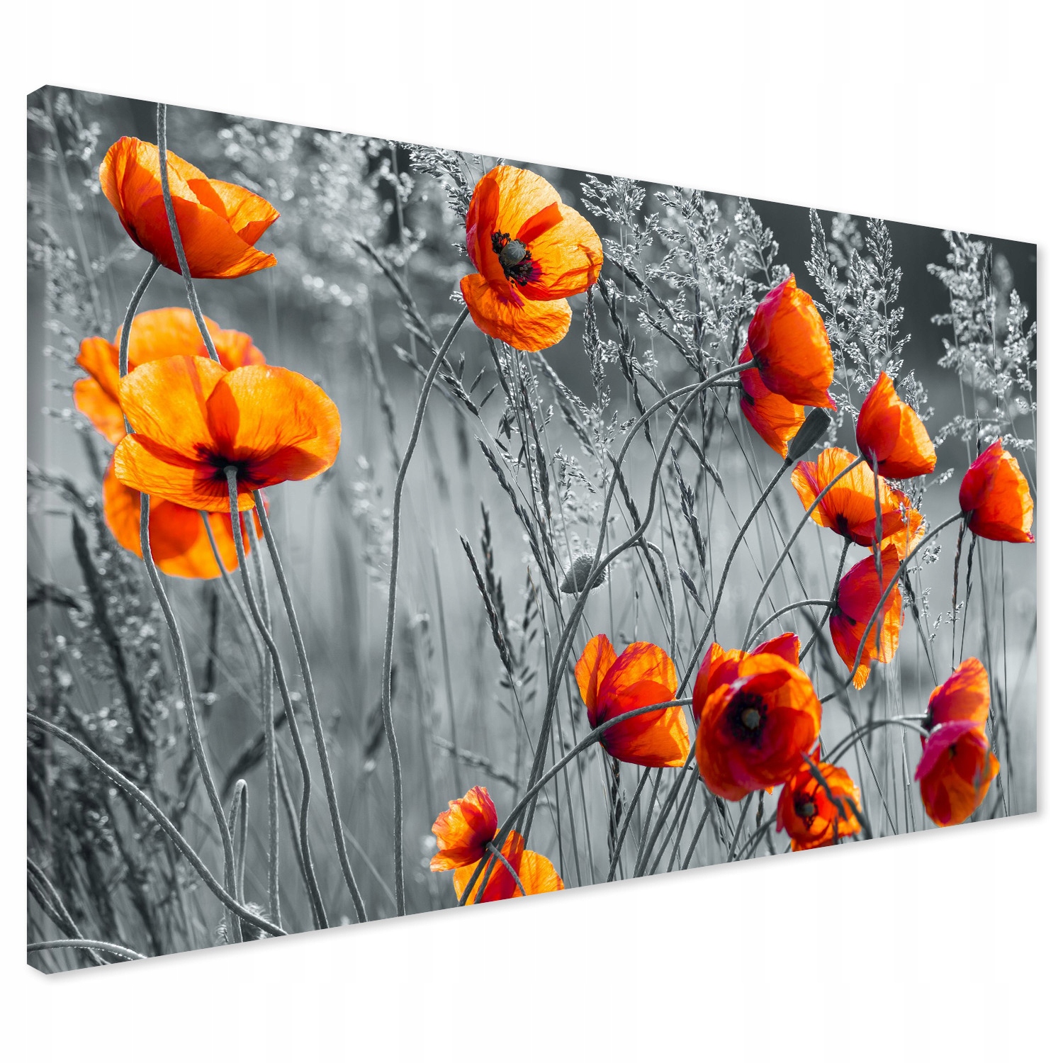 

Obraz na płótnie maki mak łąka 120x80