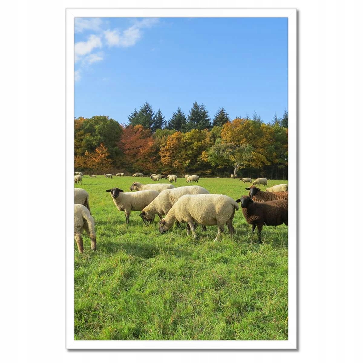 Plakáty v rámu 40x60 Vypas ovce Ovečky Ovce