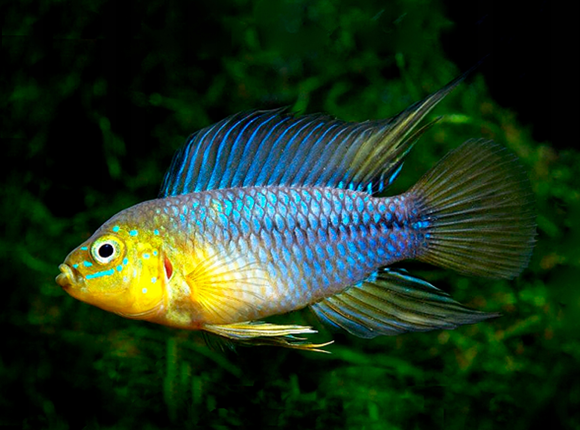 Цихлида желтая - Apistogramma borellii