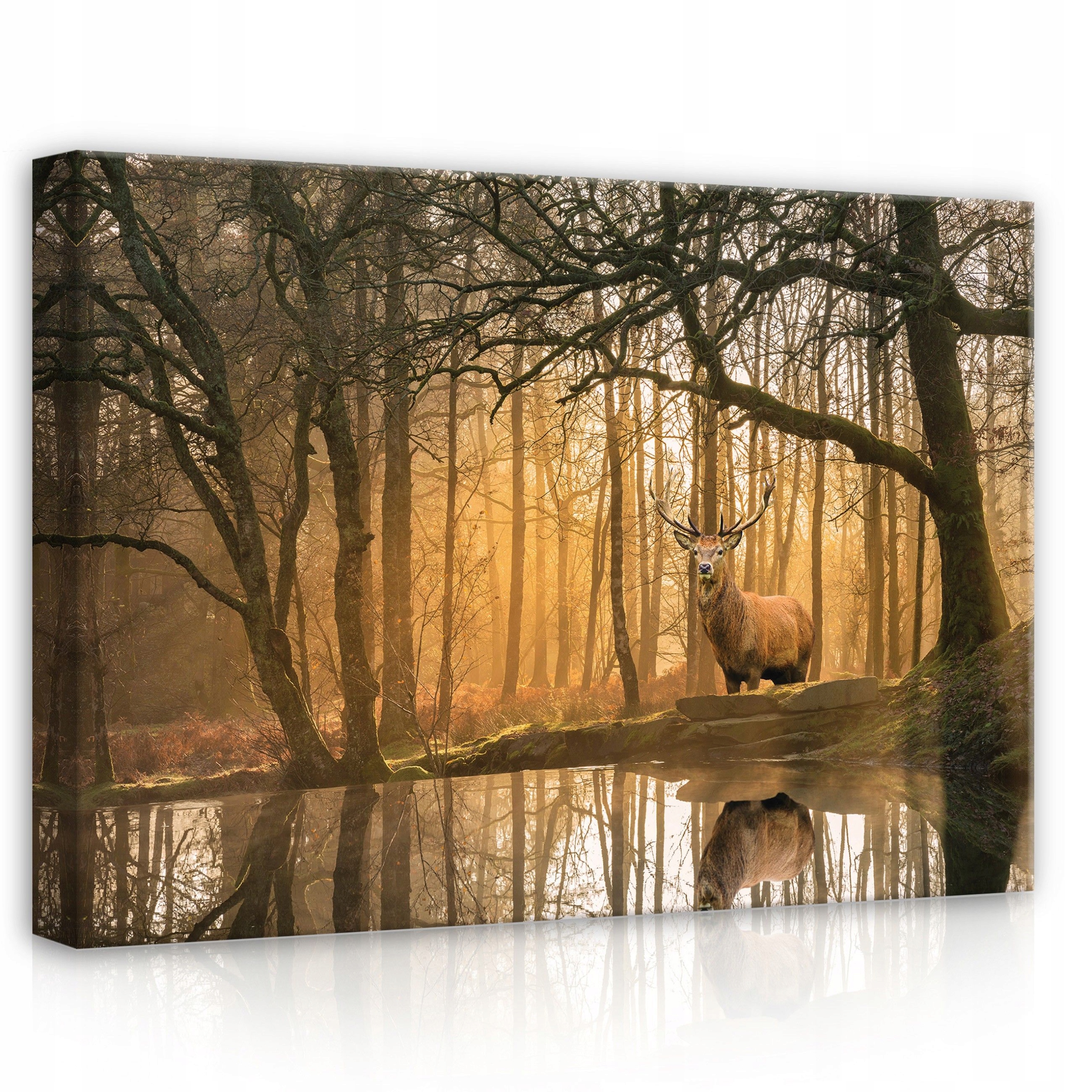 Obraz 70x50 Jelen les podzim voda odraz světlo příroda klid magie