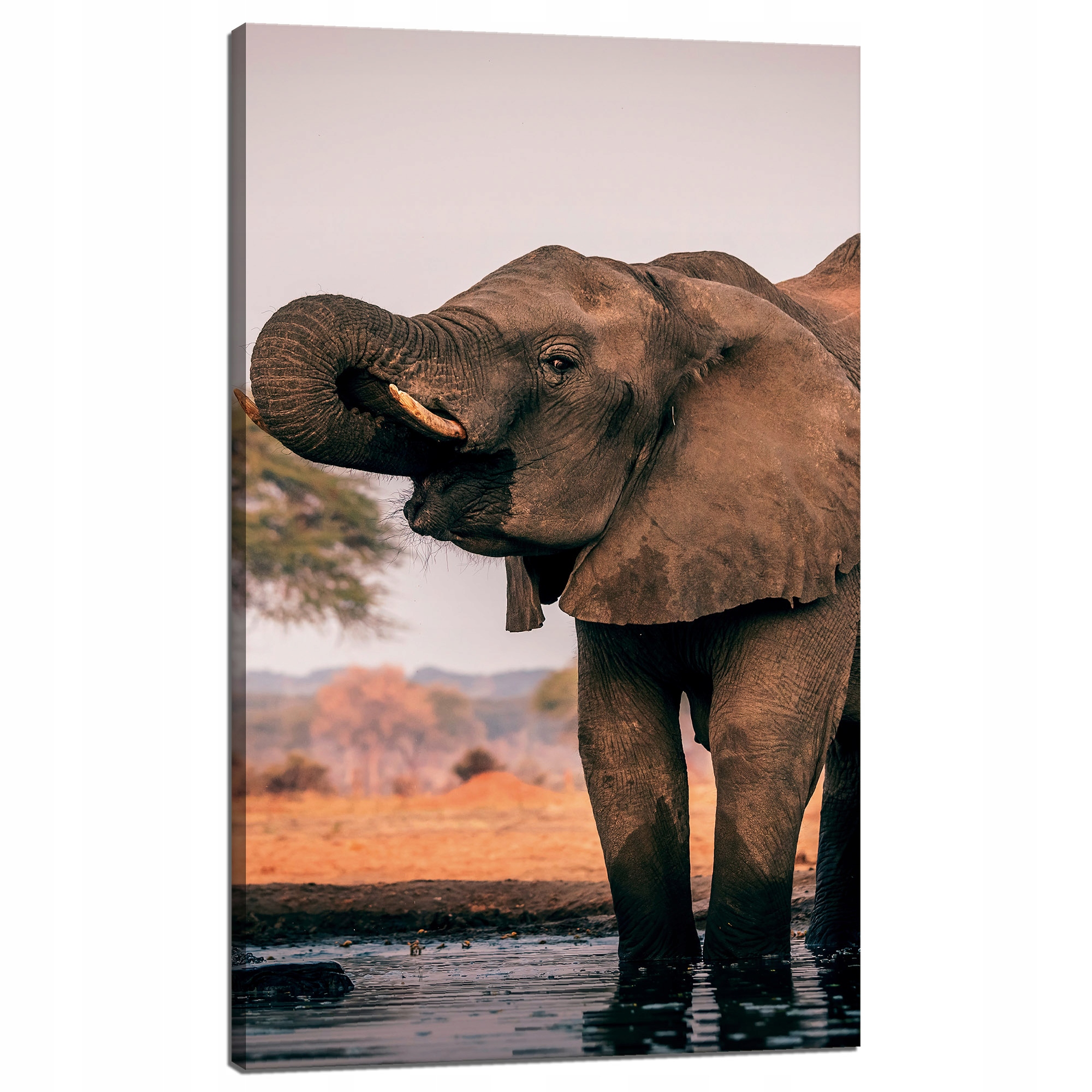 Obraz na plátně Sloni ve vodě Afrika Příroda 60x100 cm Ideální jako dárek