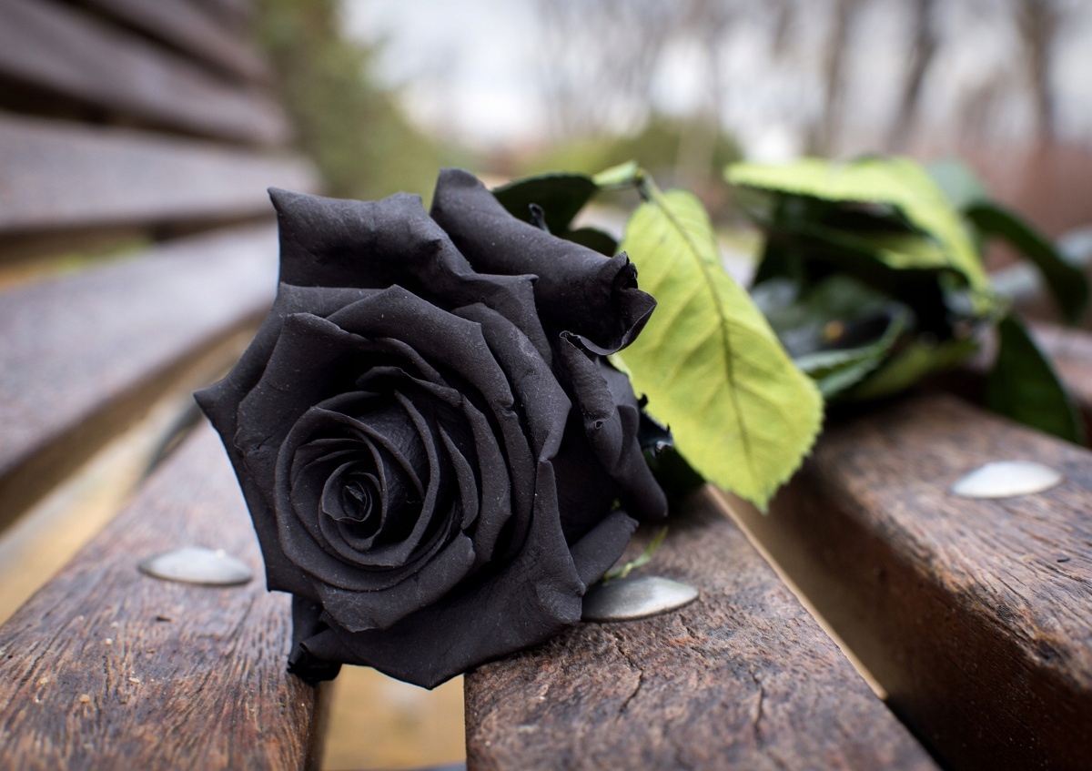 

Tapeta flizelinowa Czarna róża - 208x146