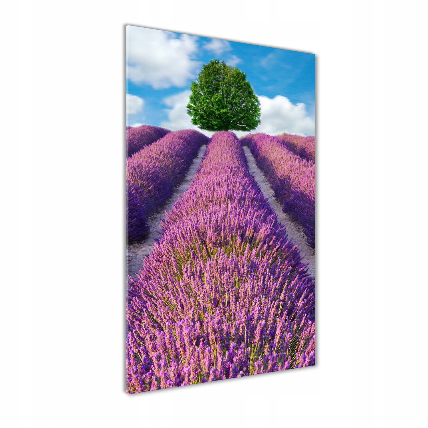 

Foto obraz szkło hartowane Pole lawendy 60x120 cm