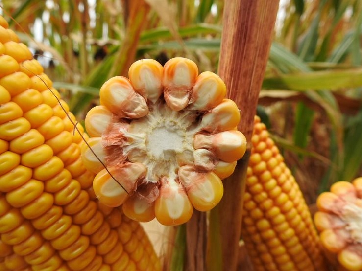 Nasiona kukurydzy Sudorus FAO 230 SAATEN-UNION Kod producenta Sudorus