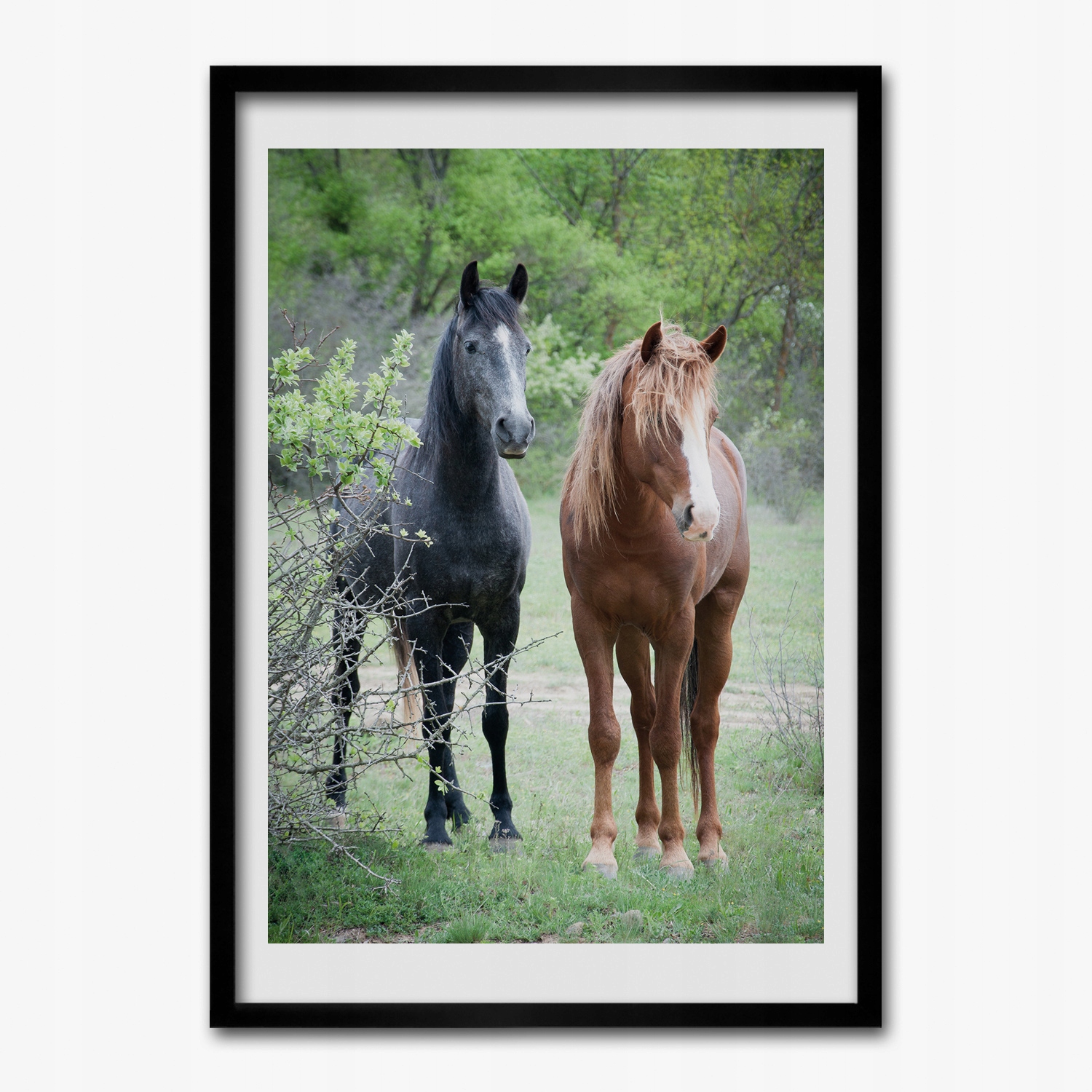 

Obraz w ramie na ścianę Konie para natura 50x70 cm
