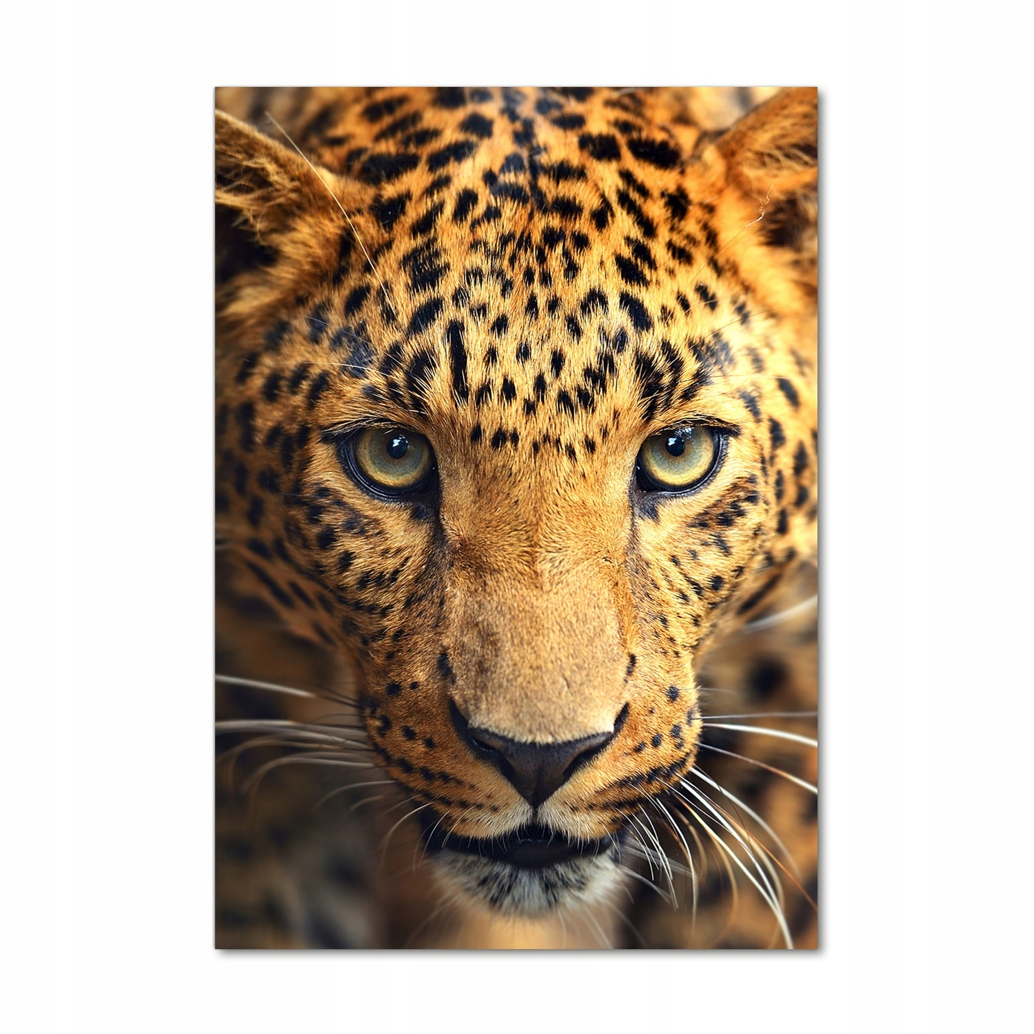 Fotoobraz akryl vertikální do obývacího pokoje Leopard 70x100