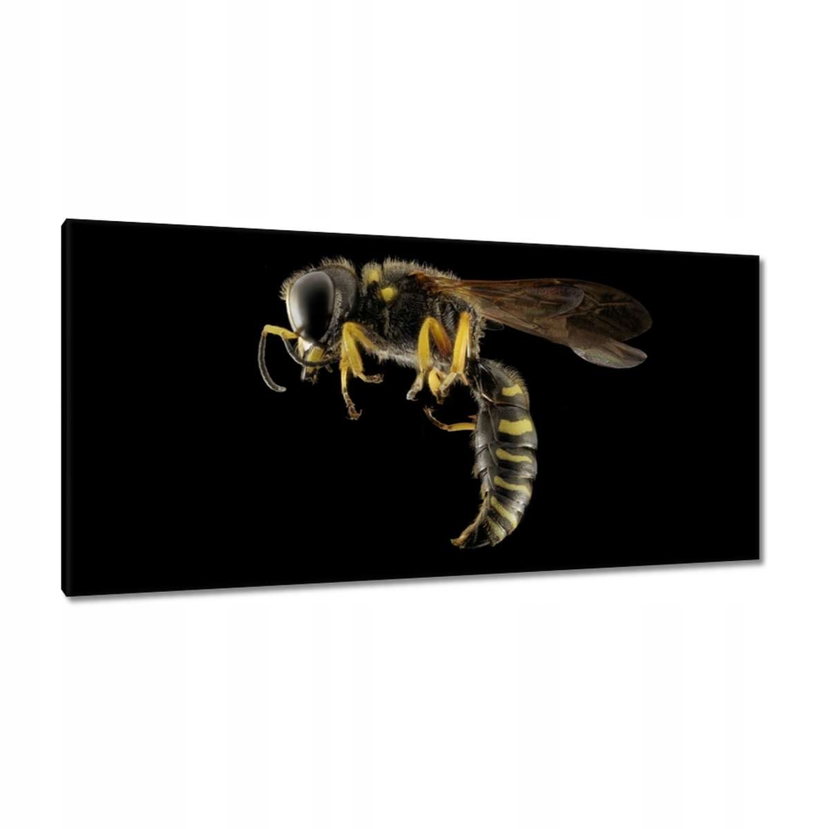 Obrazy 115x55 Osa