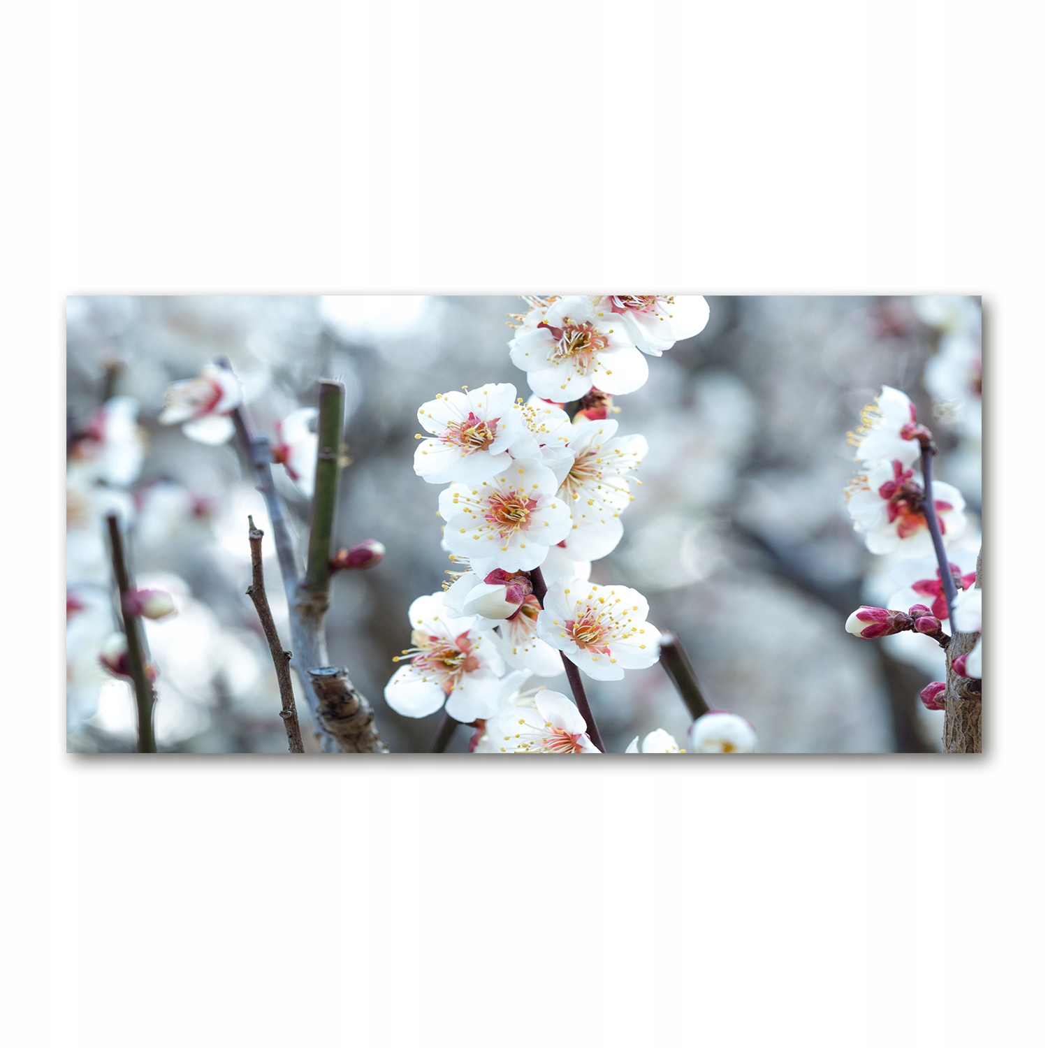 

Foto obraz akryl zdjęcie Kwiaty wiśni 120X60 cm