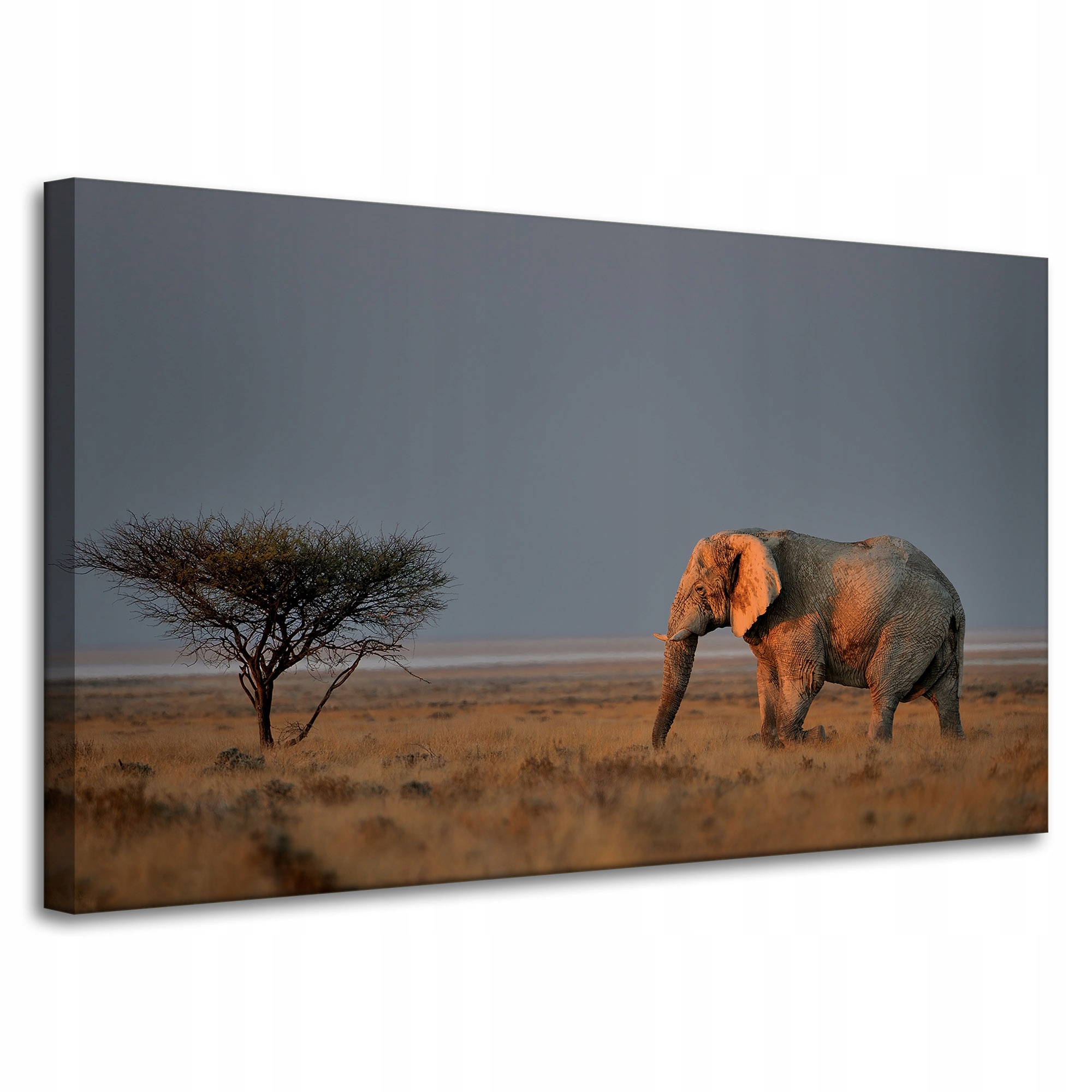 Obraz na plátně Slon Savana Afrika Nebe Tráva 100x60 cm