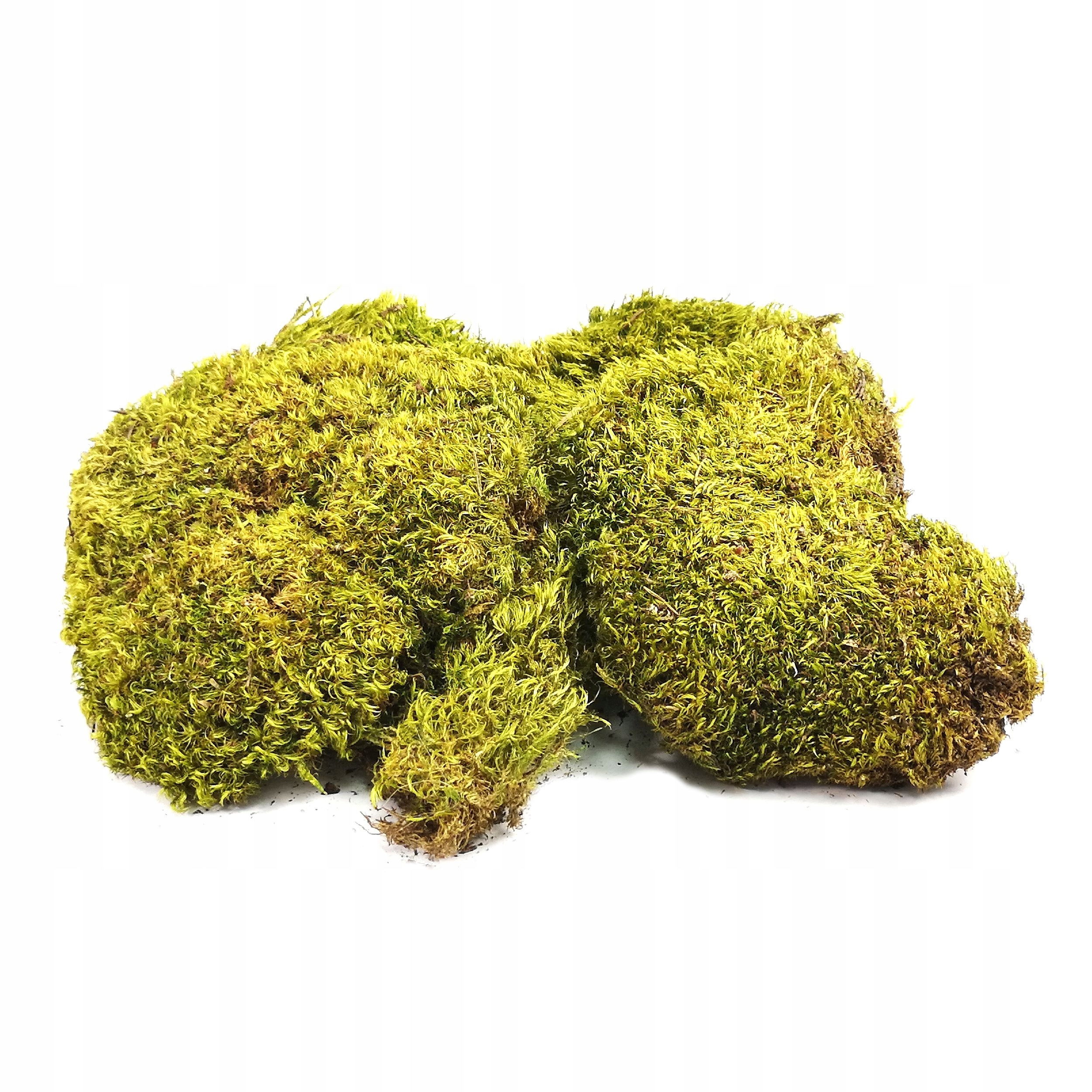 Mech Poduszkowy Naturalny Las w Słoiku 100g