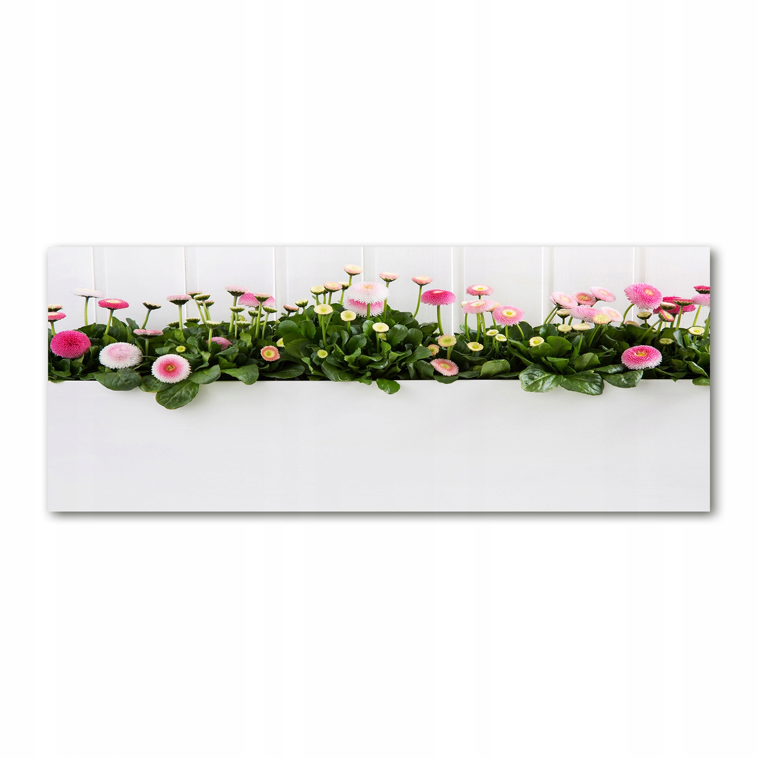 

Foto obraz szkło akryl Różowe stokrotki 125x50 cm
