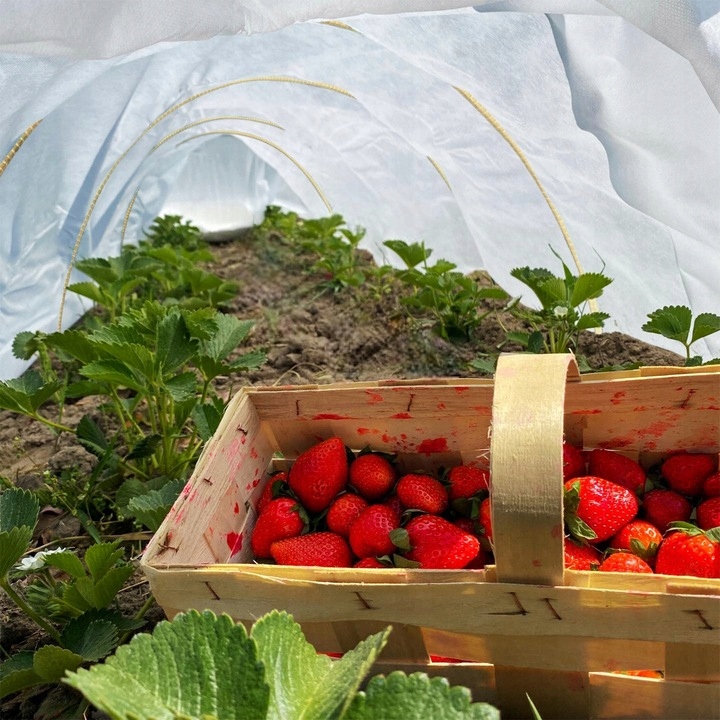 AGROWŁÓKNINA BIAŁA WIOSENNA MATA 17g OTULINA JESIENNA OKRYCIOWA- 1,6 x 50 m Producent AgroSpeed