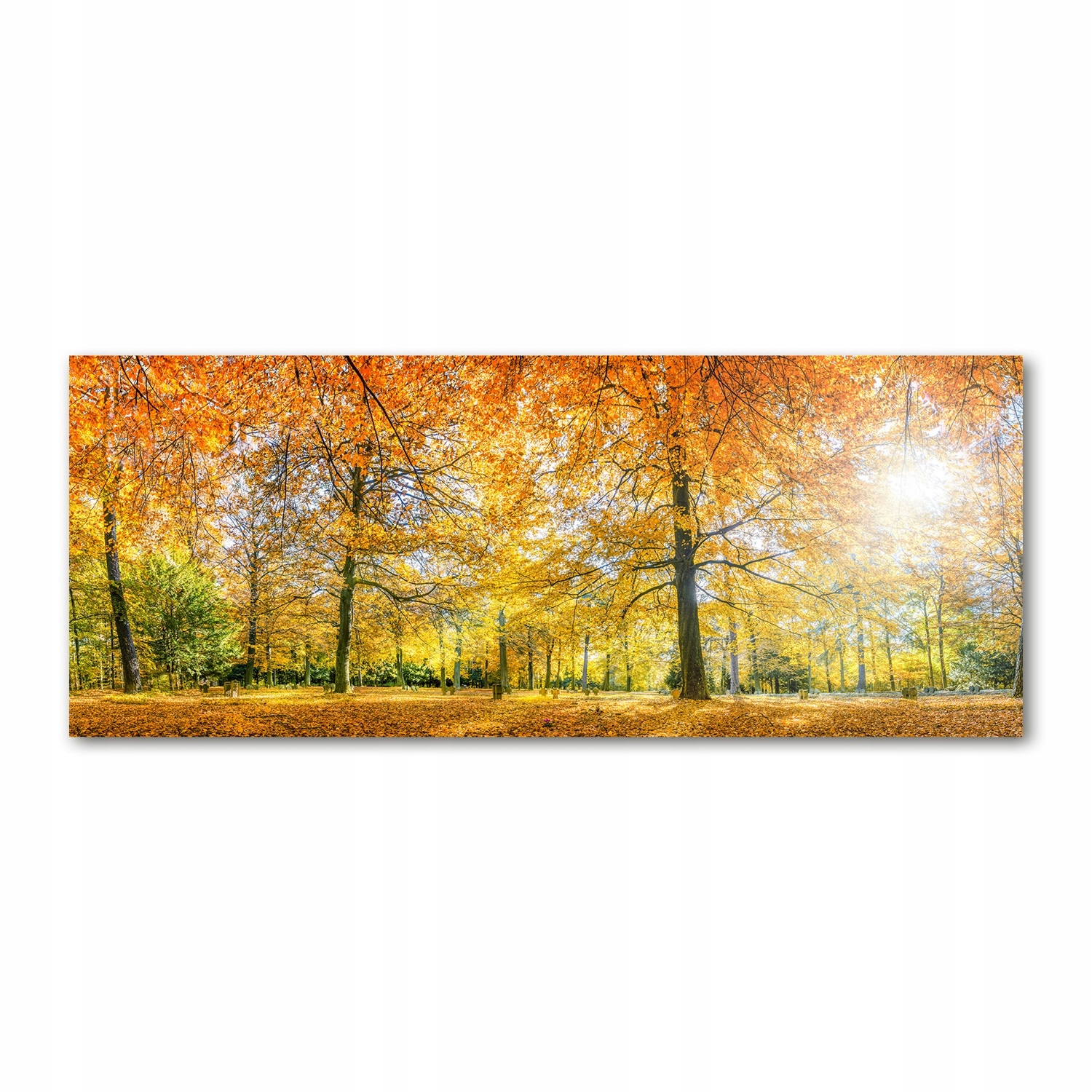 Foto obraz akryl foto Les na podzim 125x50 cm