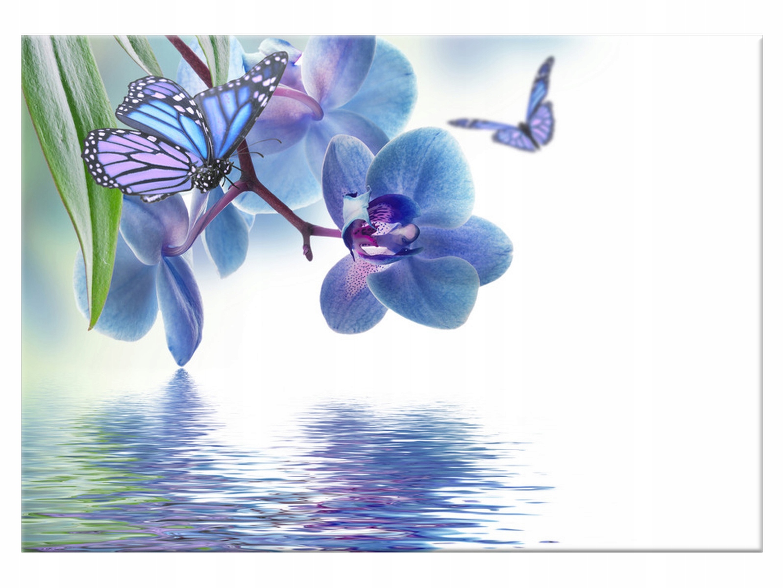 

Obraz Nad wodą 100x70 Motyl 2045A_1Z do salonu