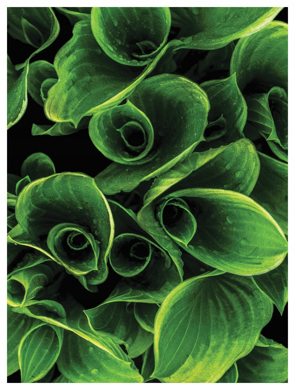 Fototapeta Šťavnaté listy hostitele zeleň vinylová 184x254 lepidlo