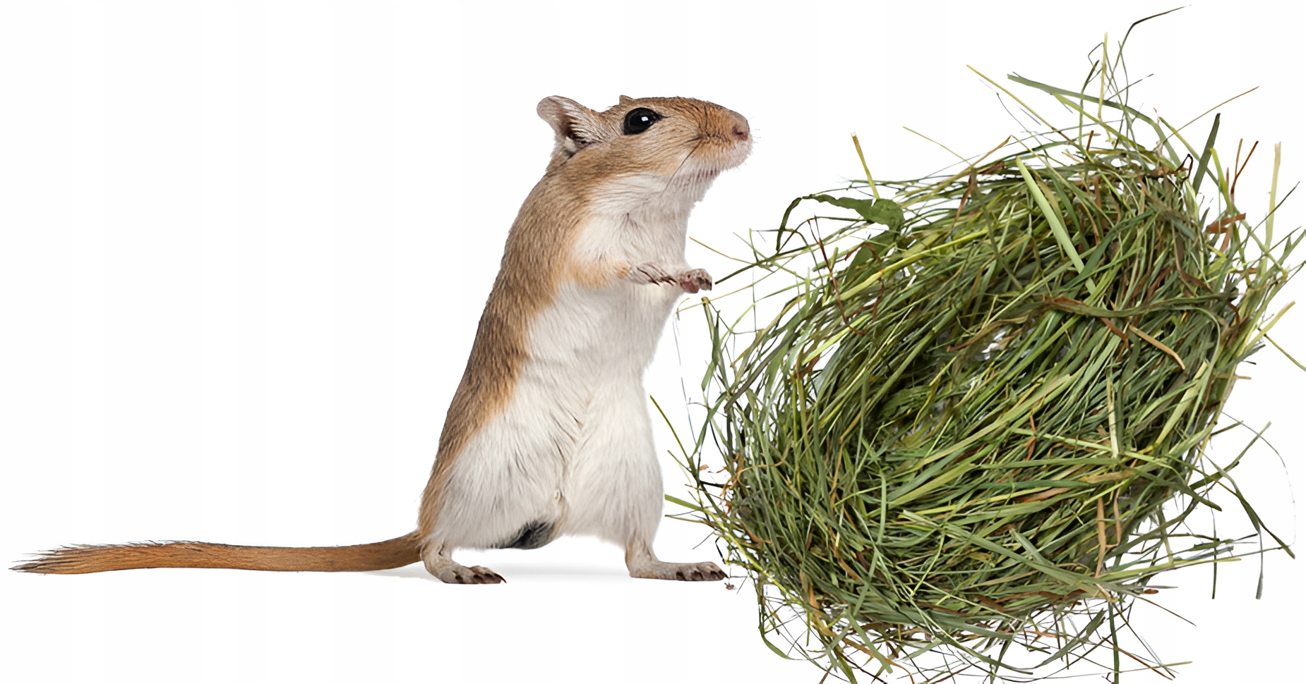 Levně Přírodní travní podestýlka od farmáře pro hlodavce, kasičky, papoušky, kanárky