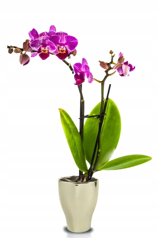 Doniczka Osłonka Wazon Storczyk GOLD GLAMOUR 13 cm EAN (GTIN) 5905925100505