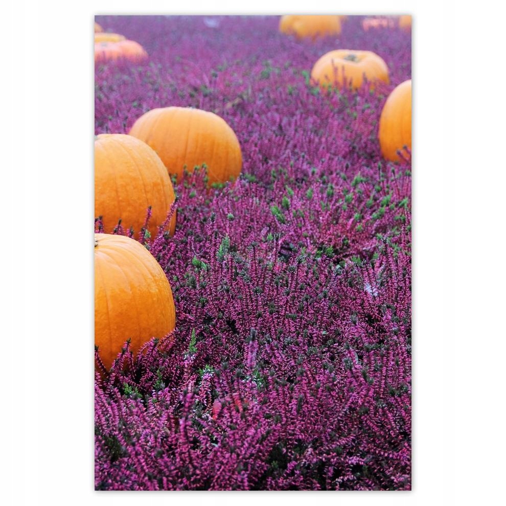 

Plakat 40x60 Wrzosowisko z dyniami