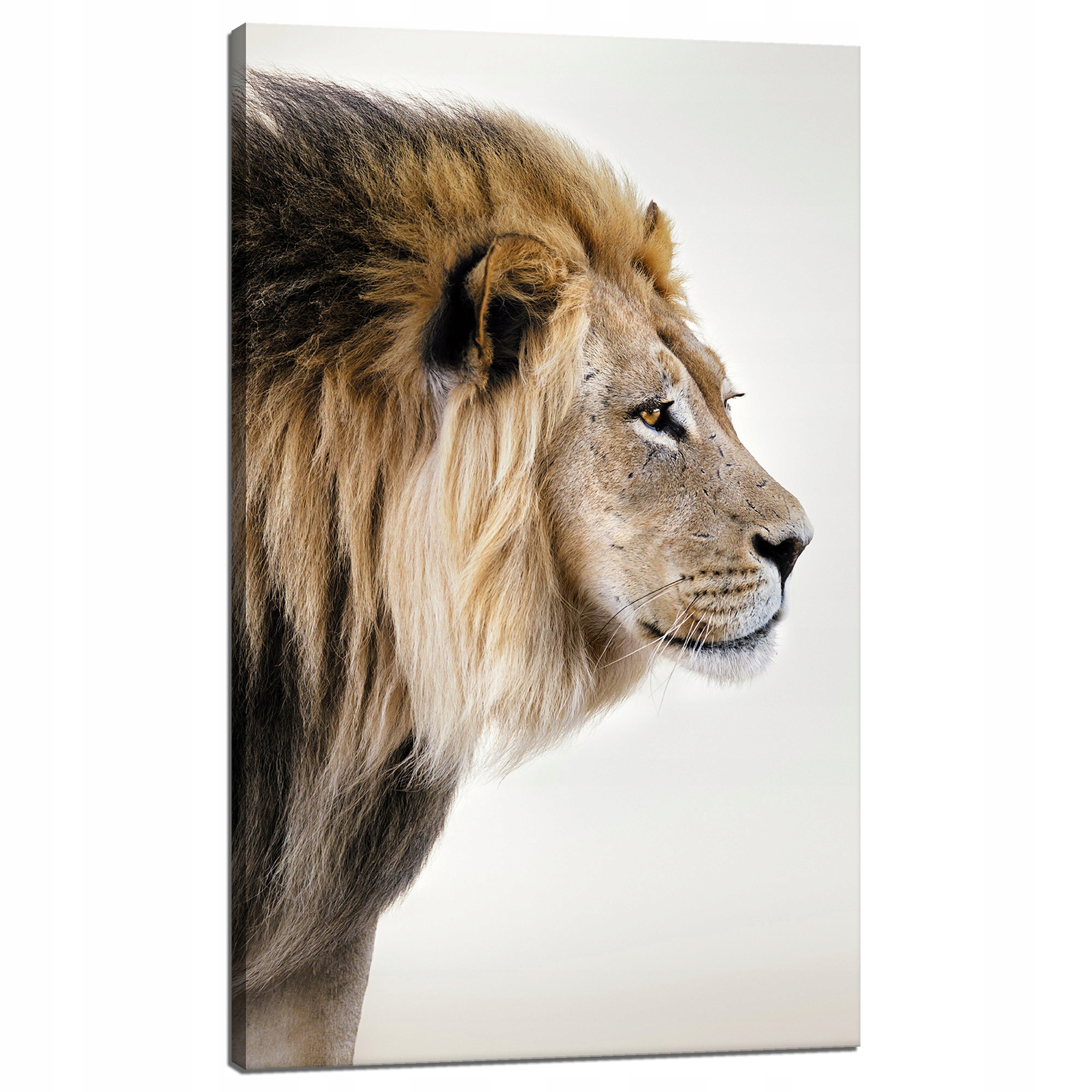 Obraz na plátně Zahleděný Lev Příroda Tvář 60x100 cm Ideální jako dárek