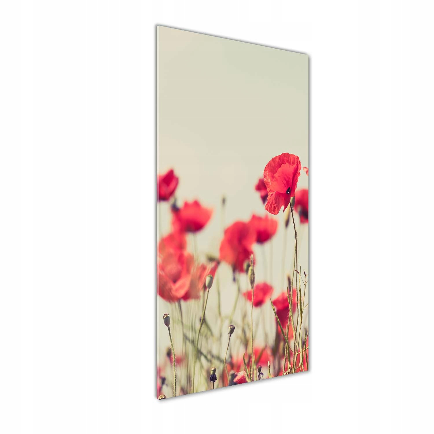 

Foto obraz akrylowy na ścianę Polne maki 50x125cm