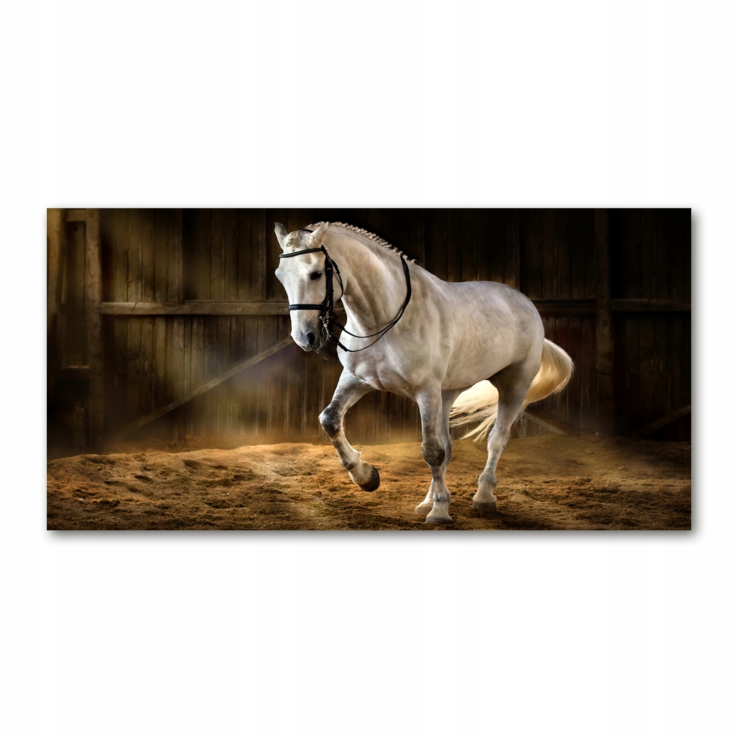 

Foto-obraz akrylowy Biały koń w stajni 140x70 cm