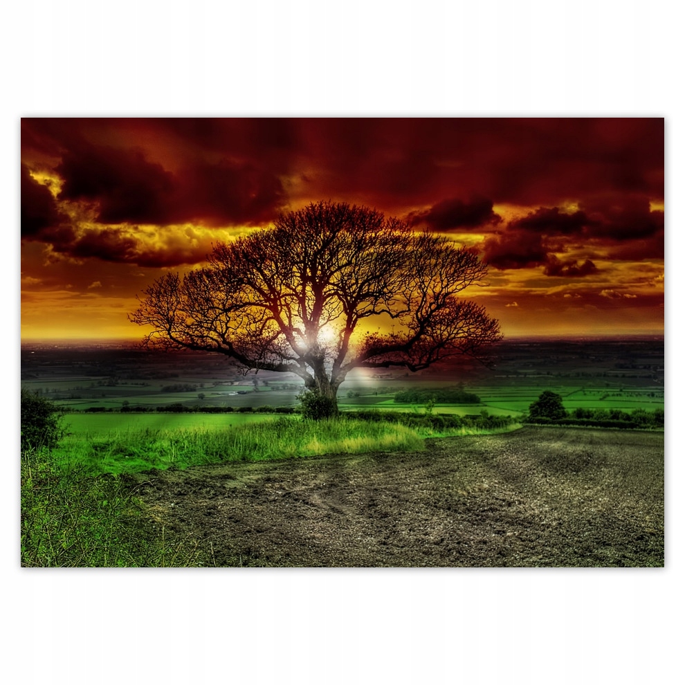 

Fototapety flizelina 312x219 Magiczne drzewo