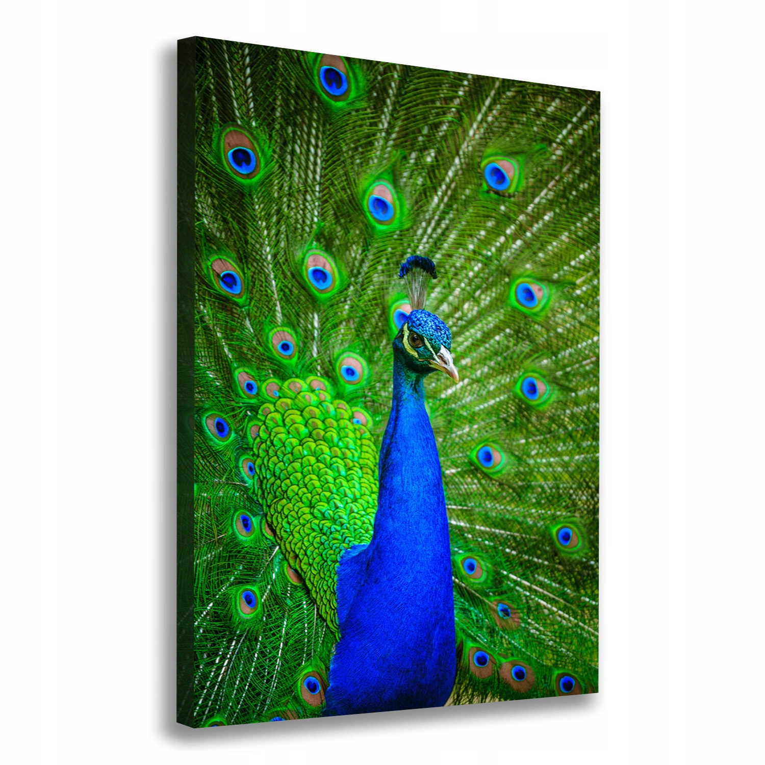 

Foto obraz canvas na ramie do salonu Paw 70x100 cm