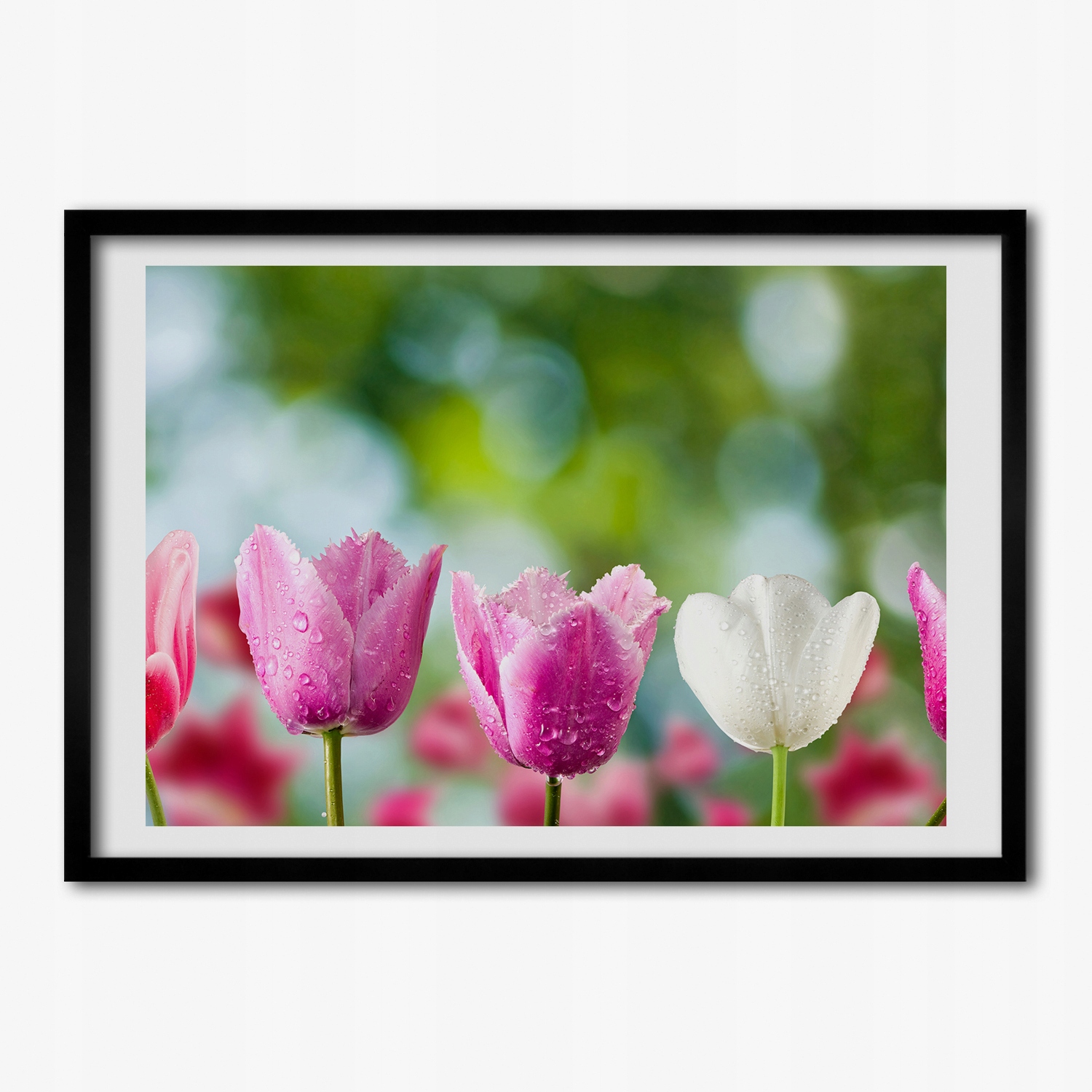 Moderní fotoobraz s Mdf rámem Tulipány 70x50