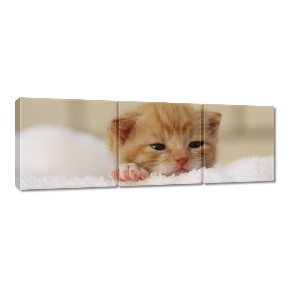 

Obrazy 120x40 Miły kotek