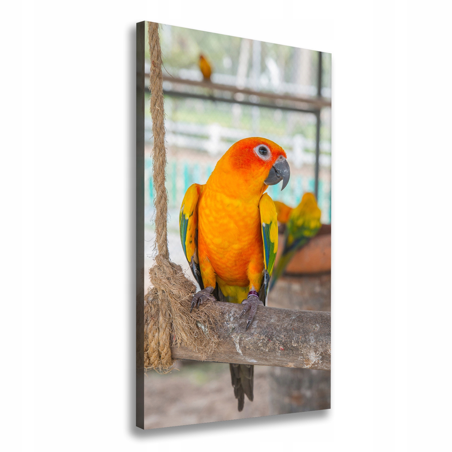 

Nowoczesny fotoobraz canvas na ramie Papuga 60x120
