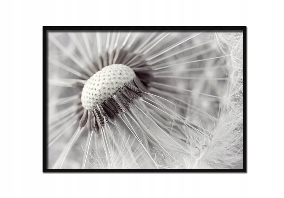 

Obraz Plakat W Ramie 53x73 cm Dmuchawiec P563 poz