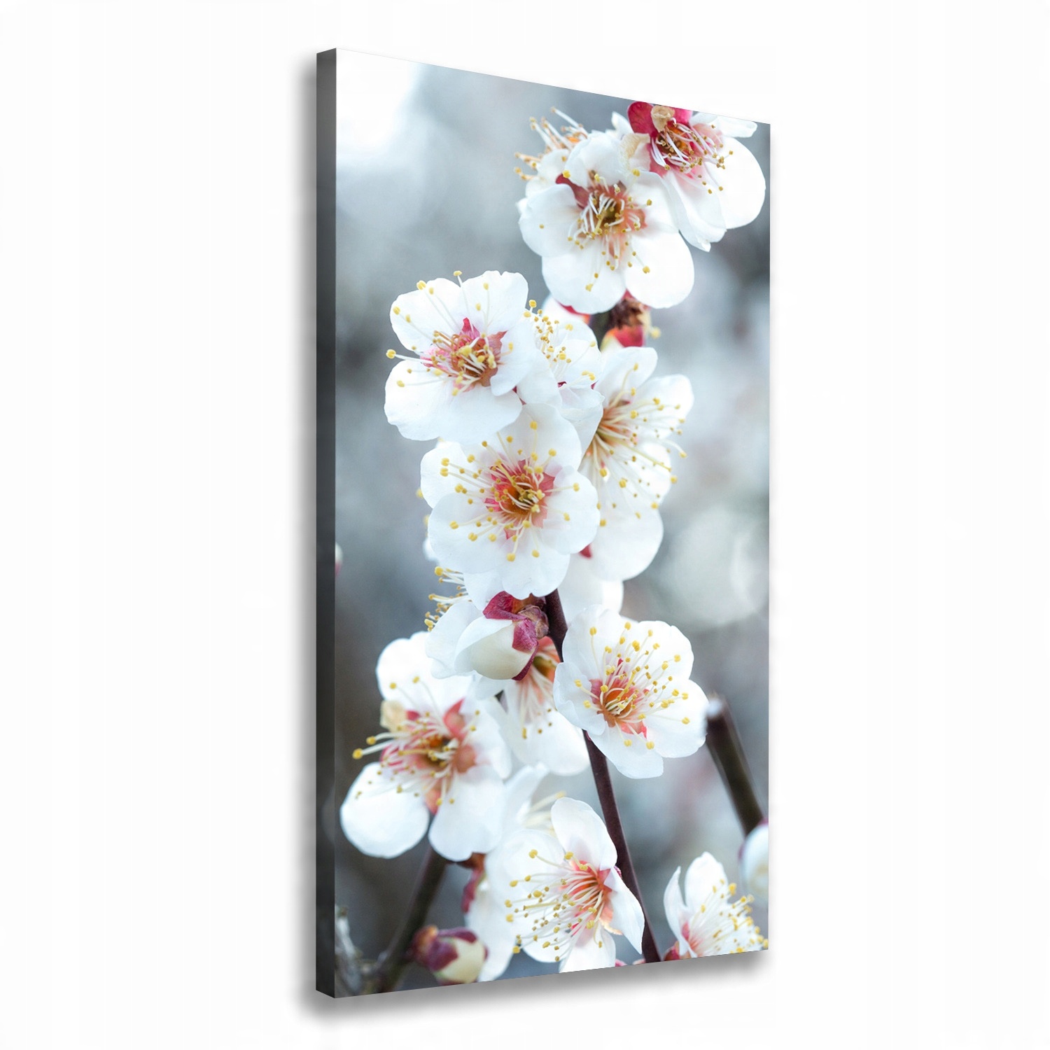

Foto obraz canvas do salonu Kwiaty wiśni 50x100