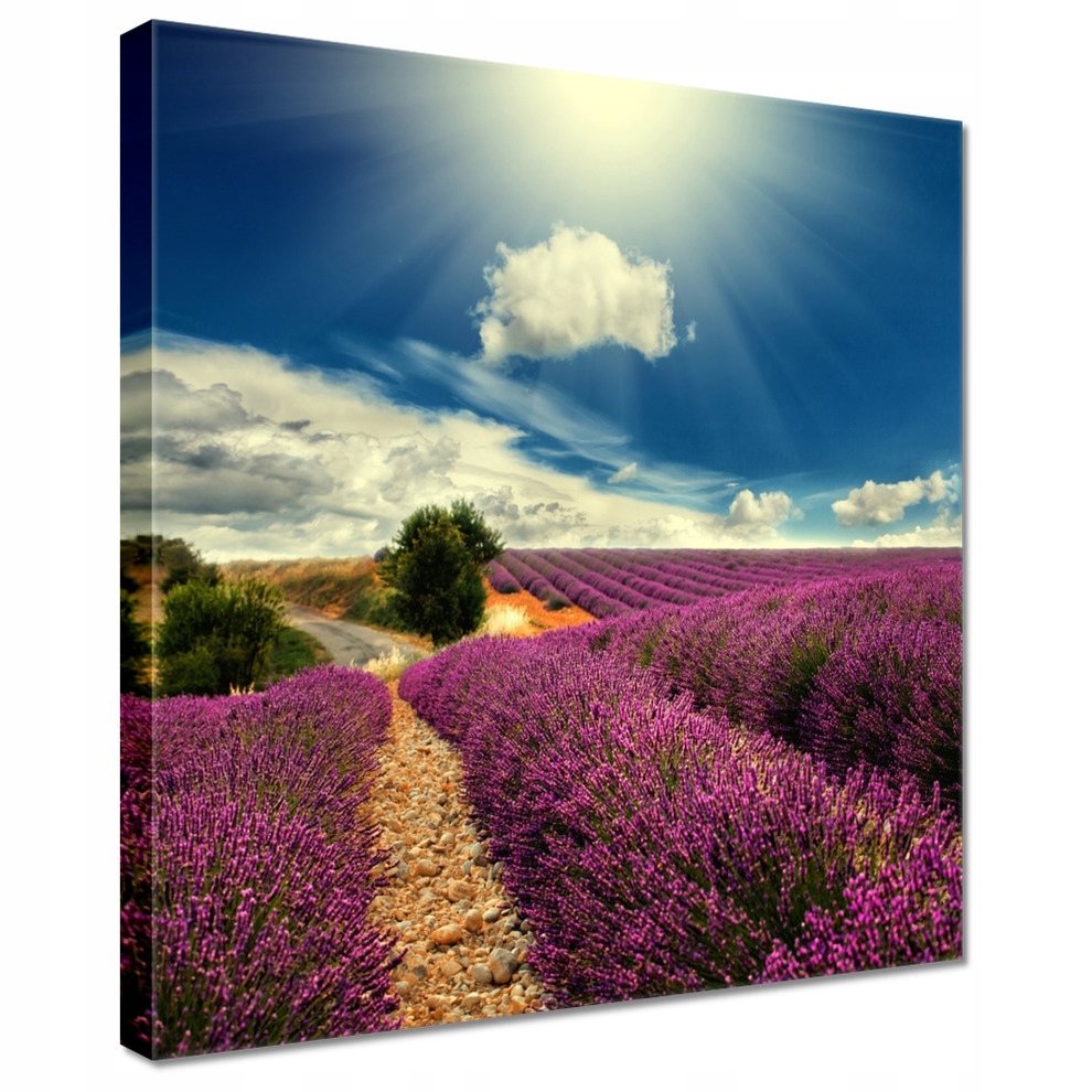 

Obrazy 20x20 Lawendowy pejzaż